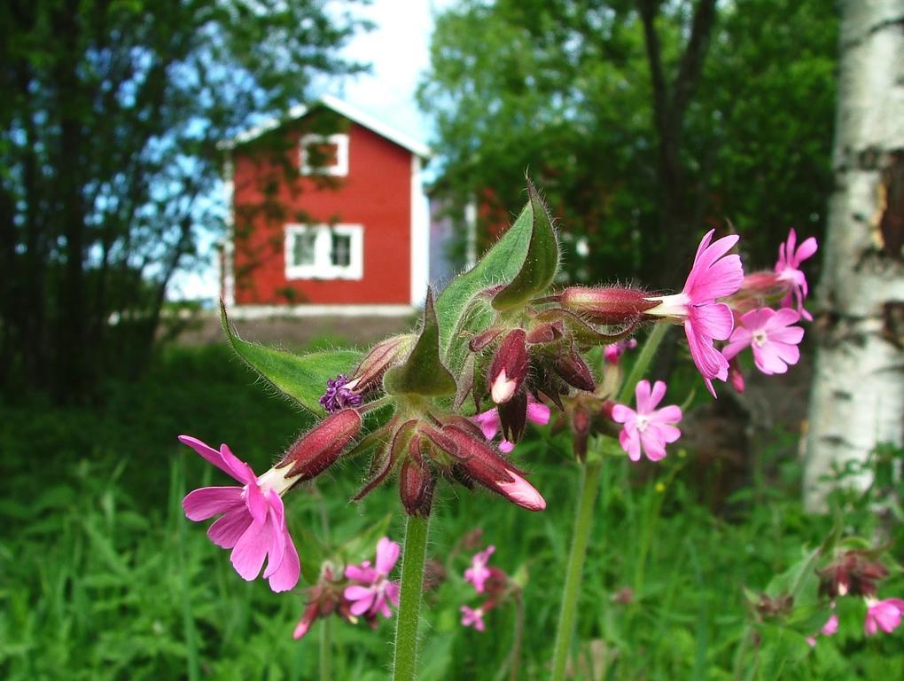 Wanha Pappila Cottages Simoniemi Exterior photo